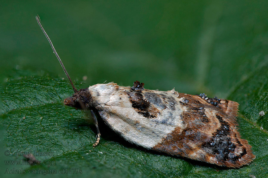 Obaleč borůvkový Acleris variegana