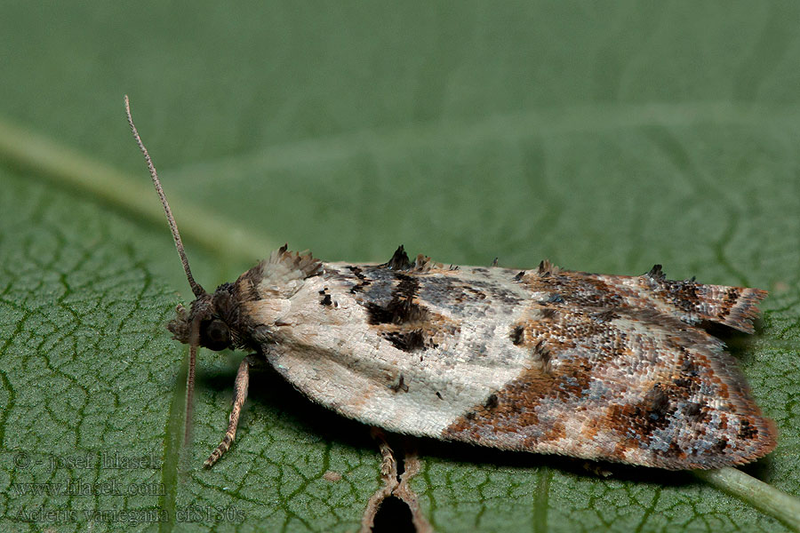 Heidelbeerwickler Acleris variegana