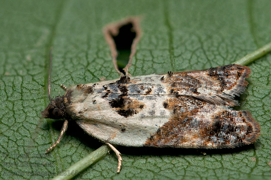 Garden Rose Tortrix Acleris variegana