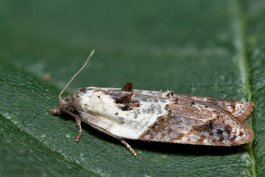 Obaľovač krovinový Acleris variegana