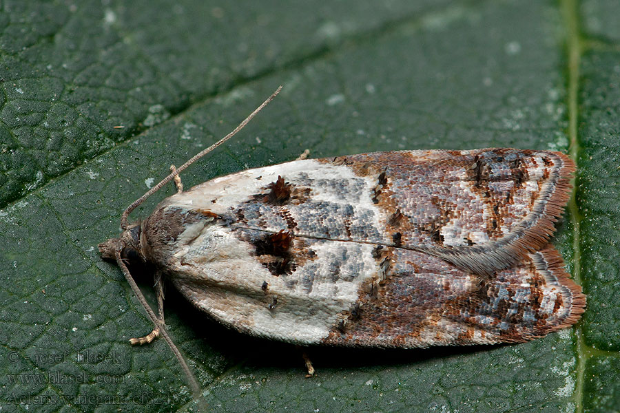 Листовертка разноцветная Acleris variegana