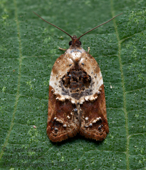 Acleris variegana