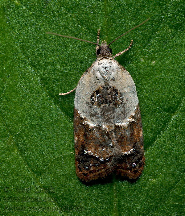 Garden Rose Tortrix Obaľovač krovinový Acleris variegana