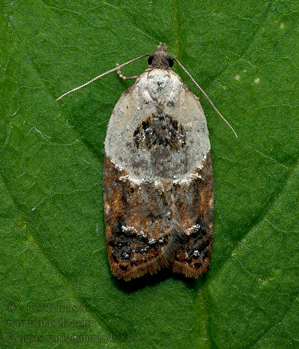 Obaleč borůvkový Heidelbeerwickler Acleris variegana