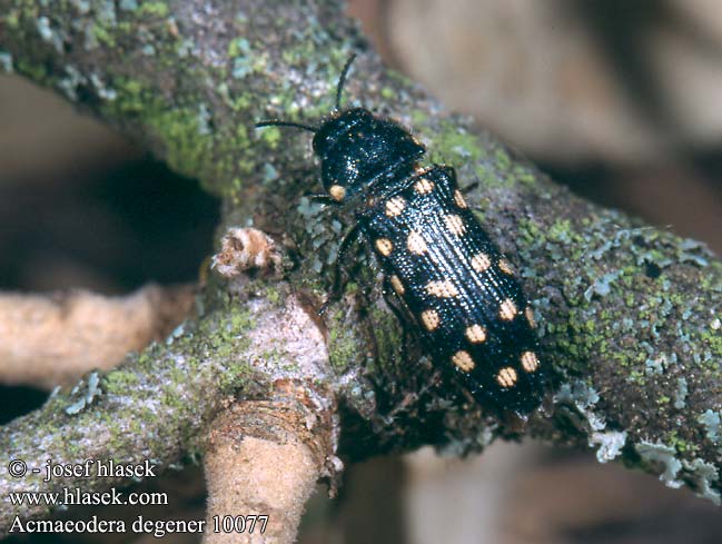 Acmaeodera degener Achtzehnfleckiger Ohnschild-Prachtkfer stbelnk modrokrov