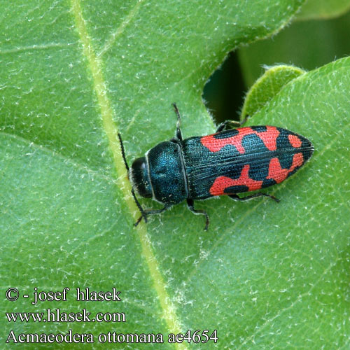 Acmaeodera ottomana ae4654