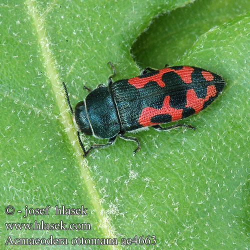 Acmaeodera ottomana ae4663