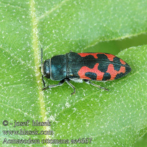 Acmaeodera ottomana ae4667