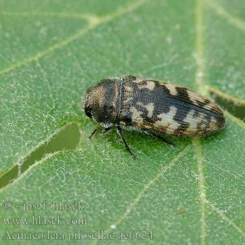 Acmaeodera pilosellae ae6624