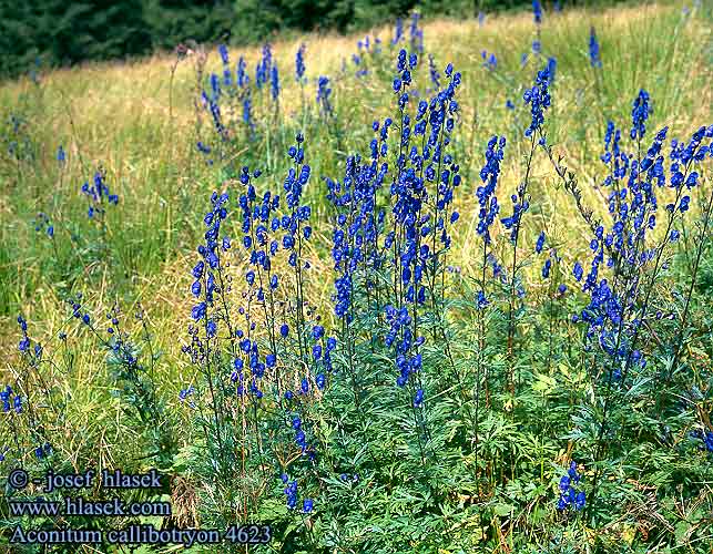 Aconitum callibotryon napellus Monkshood Wolfbane Helmet Flower