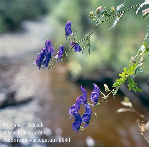 Aconitum variegatum Monkshood Broget Stormhat Hjelm blå