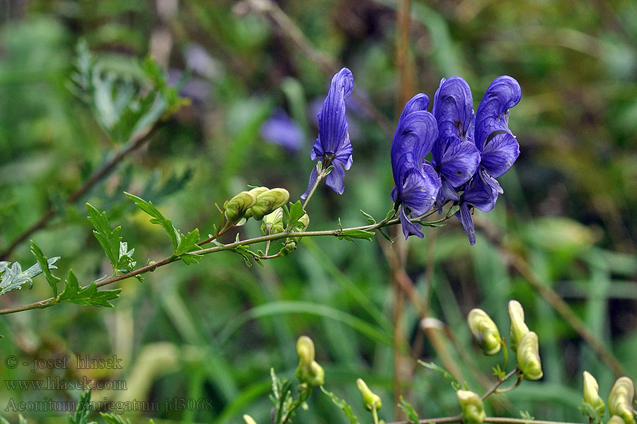 Aconitum variegatum