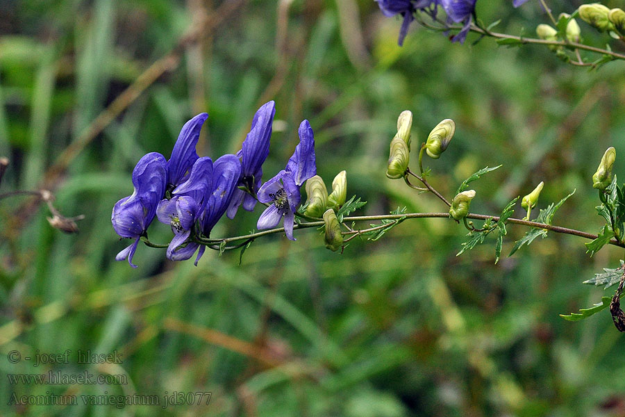 Aconitum variegatum