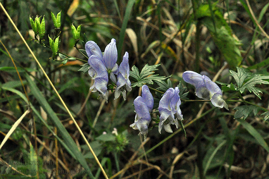 Aconitum variegatum