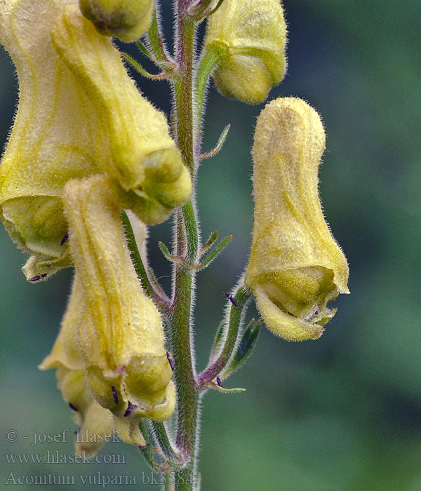 Aconitum vulparia Gulhjelm gul Keltaukonhattu Aconit tue-loup