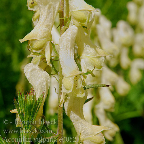 Aconitum vulparia Yellow wolfsbane wolfbane Gulhjelm gul