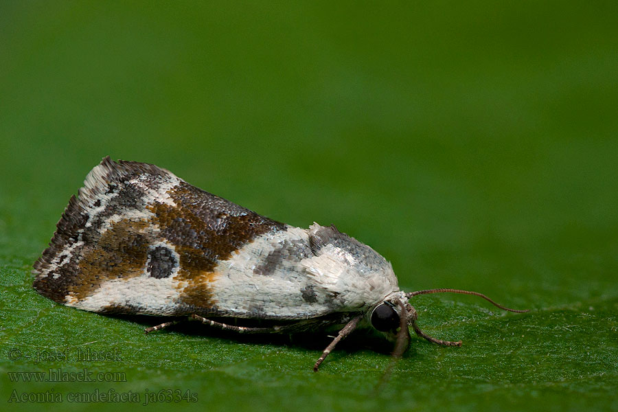 Acontia candefacta Emmelia Olive-shaded Bird-dropping Moth