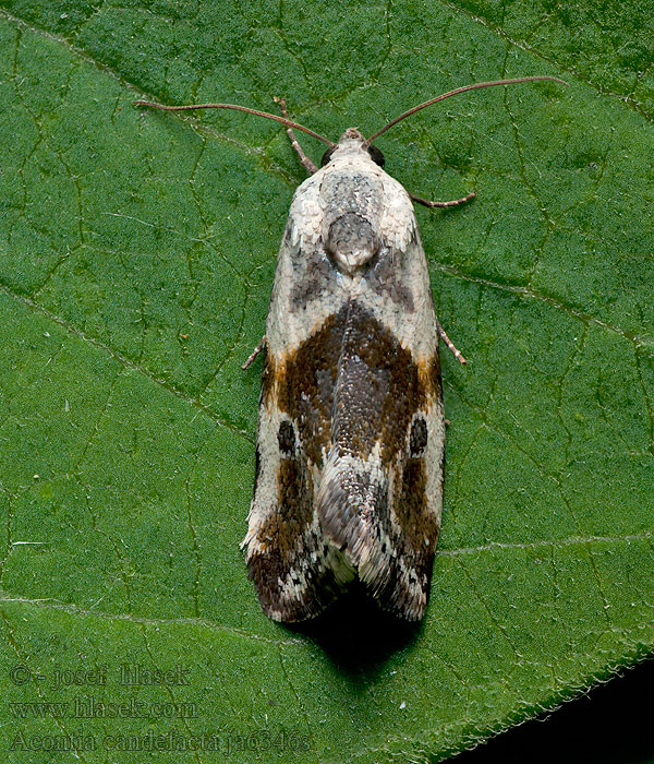 Acontia candefacta