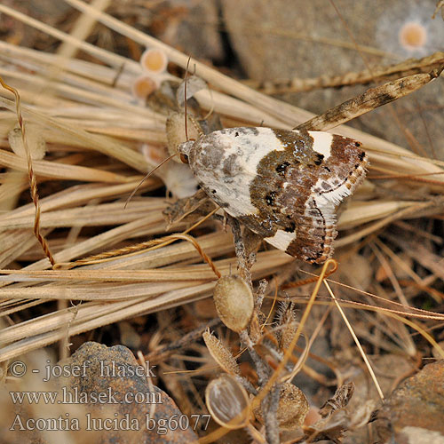 Fehér nappali-bagoly Аконтия светлая Acontia lucida Pale Shoulder