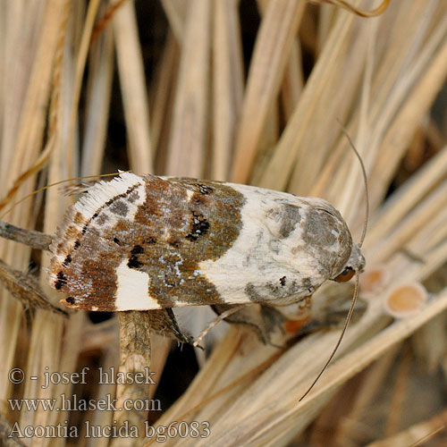 Pale Shoulder Malveneule Světlopáska slézová Bleekschouderuil