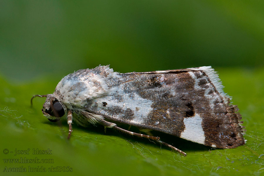 Pale Shoulder Malveneule Acontia lucida