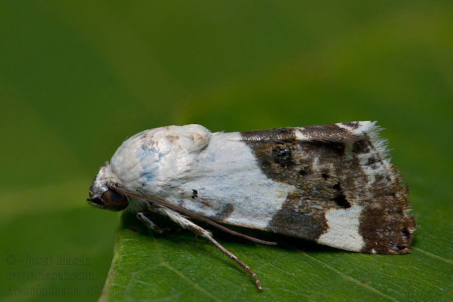 Světlopáska slézová Acontia lucida