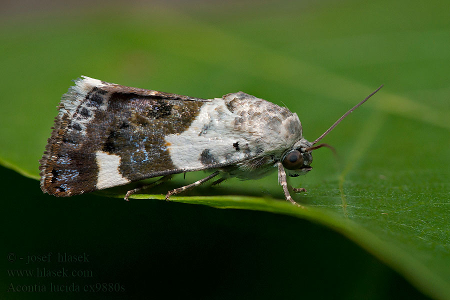 Acontia lucida