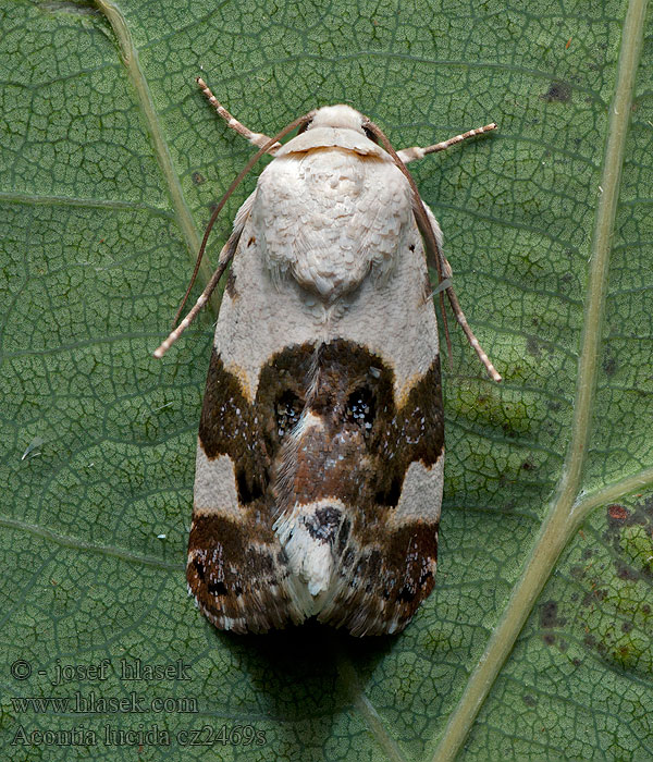 Acontia lucida