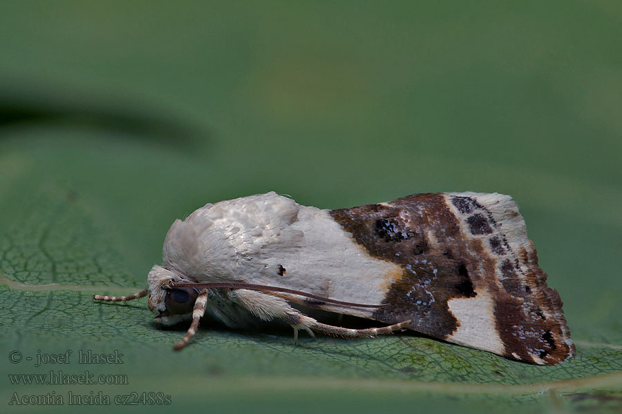 Acontia lucida