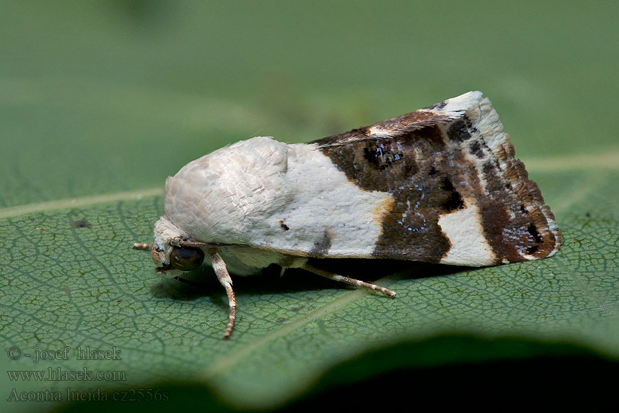 Acontia lucida