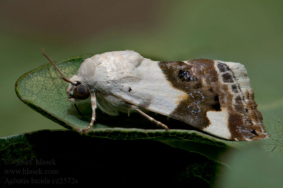 Acontia lucida