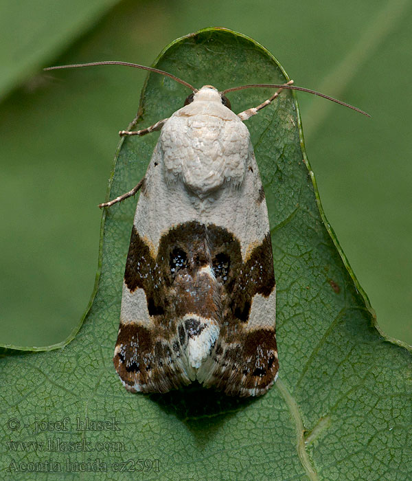 Acontia lucida