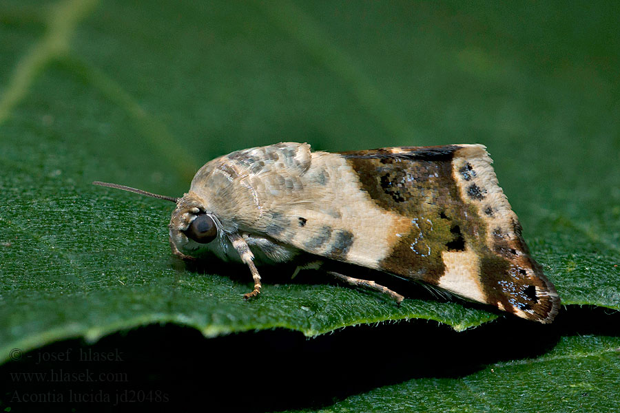 Acontia lucida