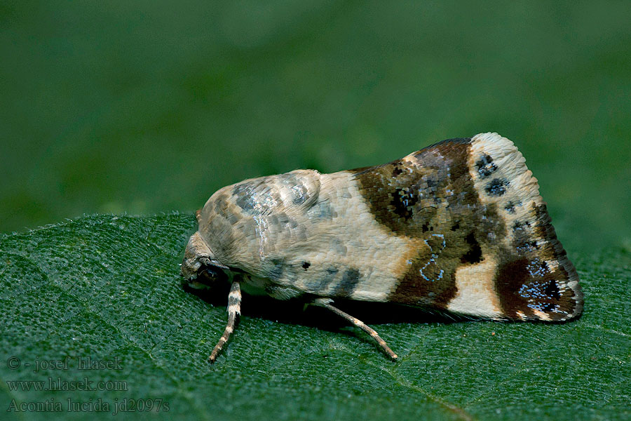 Acontia lucida