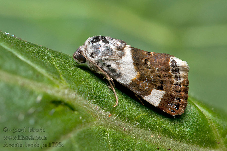 Acontia lucida Světlopáska slézová