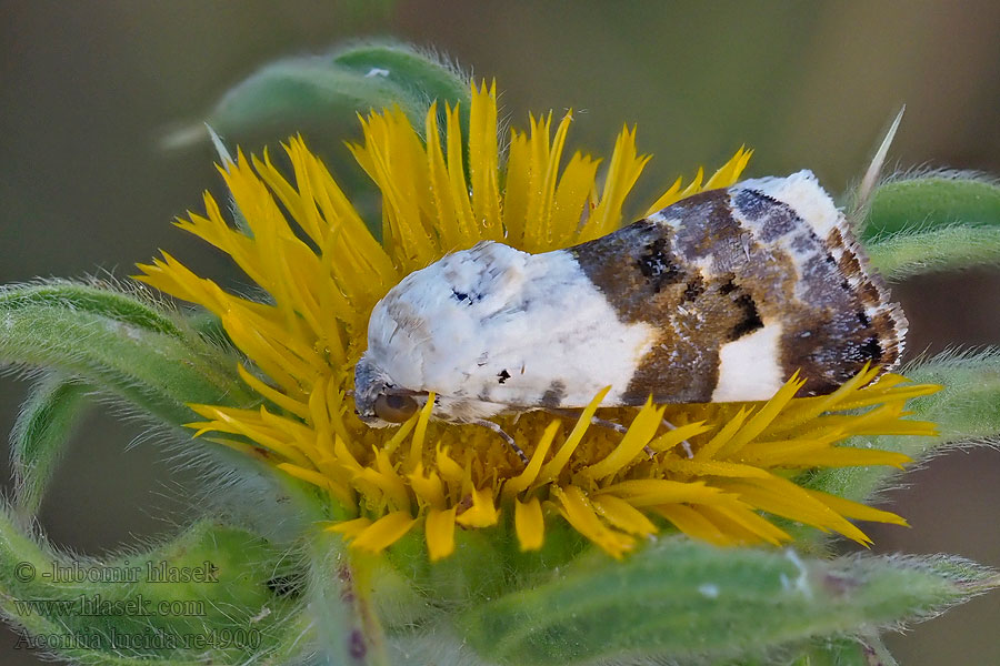 Bleekschouderuil Collier blanc Morička slezová Acontia lucida