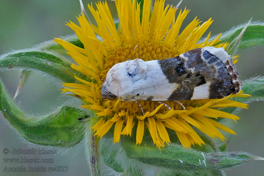 Pale Shoulder Malveneule Světlopáska slézová Acontia lucida