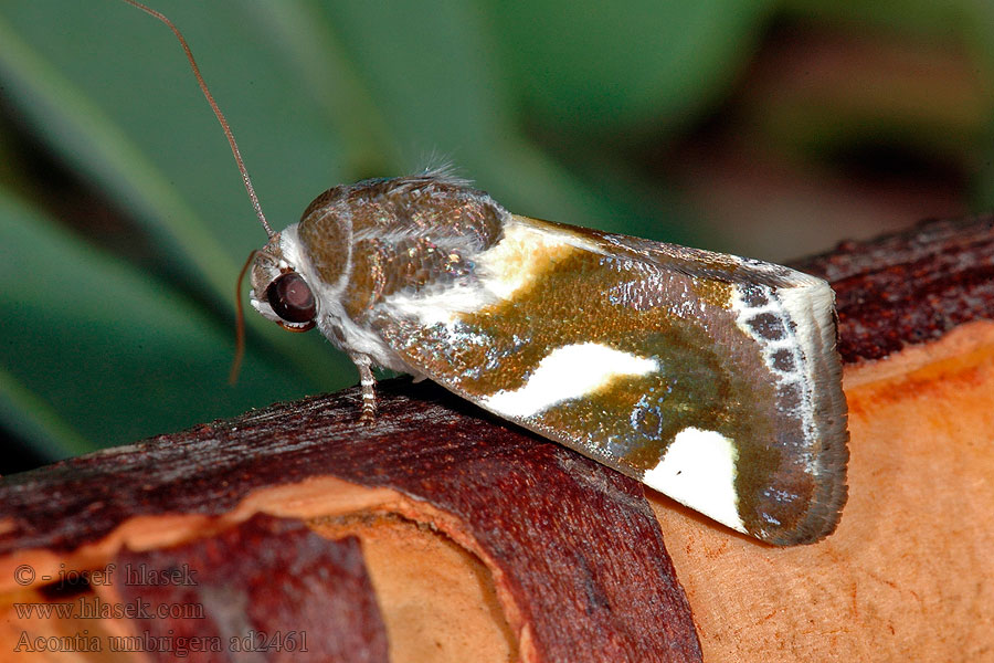 Acontia umbrigera