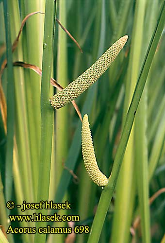 Acorus calamus Sweet Flag Root Kalmojuuri rohtokalmojuuri Acore