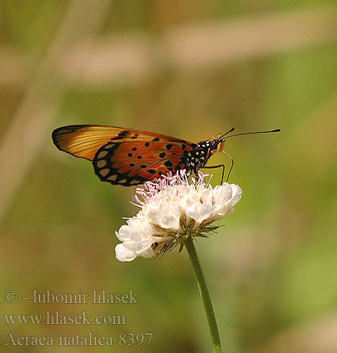 Acraea natalica Natal acraea Акрея наталика 