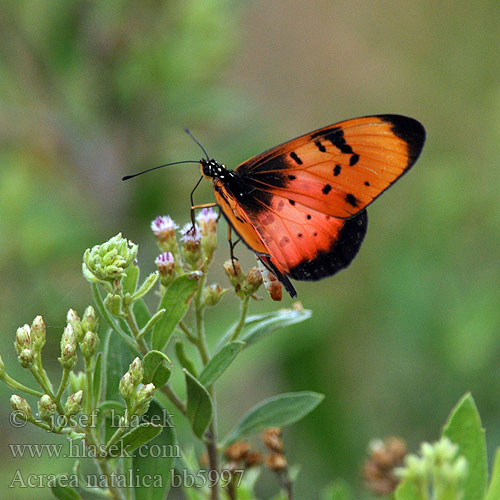 Natal acraea Акрея наталика Acraea natalica