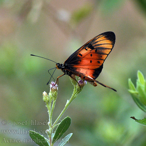 Natal acraea Акрея наталика Acraea natalica