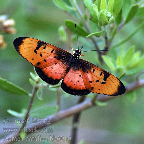 Акрея наталика Acraea natalica Natal acraea