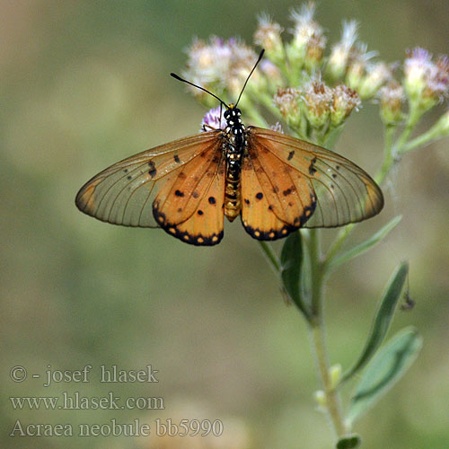 Acraea neobule Wandering Donkey Acraea