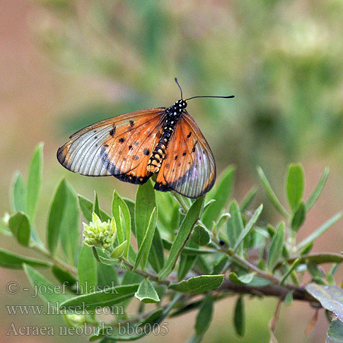 Wandering Donkey Acraea Acraea neobule