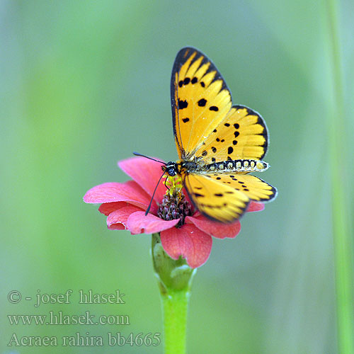 Acraea rahira Marsh Acraea