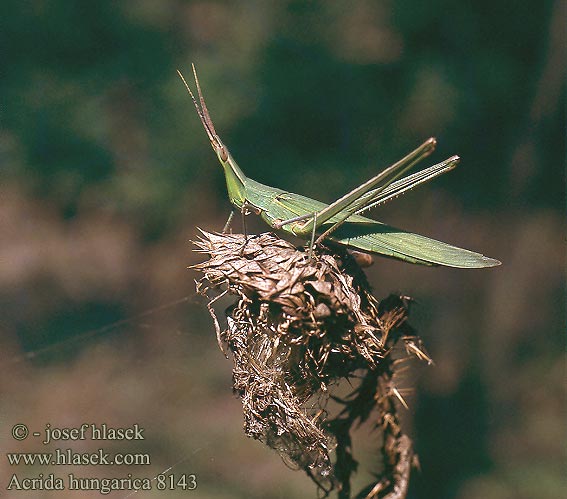 Acrida hungarica ungarica Nosed grasshopper Saranče uherská Truxale occitane Sisakos sáska Nasenschrecke Акрида венгерская Koník stepný