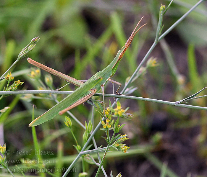 Acrida hungarica ungarica Nosed grasshopper