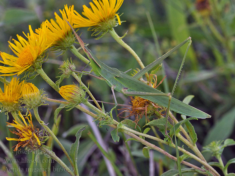 Acrida ungarica Truxale occitane