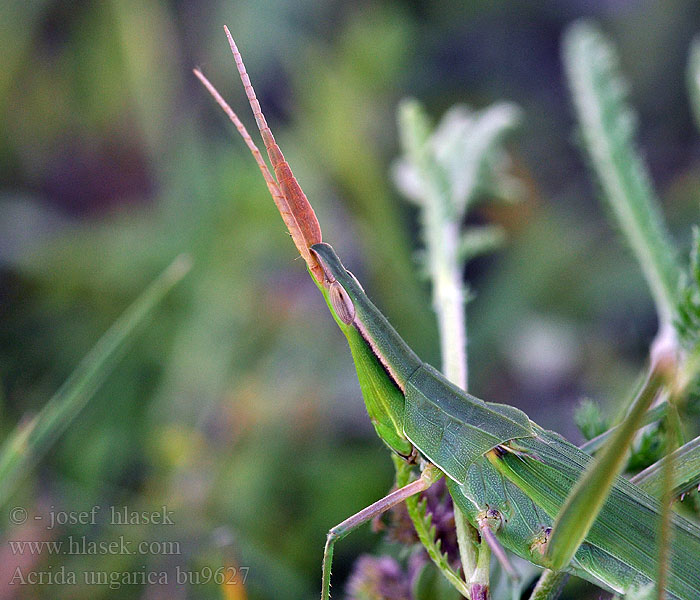 Acrida ungarica Nasenschrecke